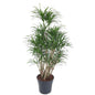 Dracaena Anita vertakt - 160 cm - ø31