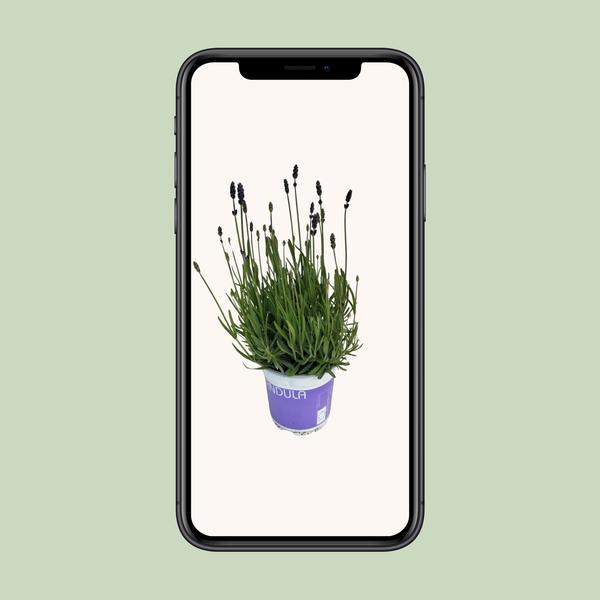 Lavendel Lavandula Hidcote Blue Blauw - Ø12cm - ?20cm