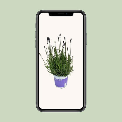 Lavendel Lavandula Hidcote Blue Blauw - Ø12cm - ?20cm