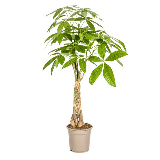 Pachira Aquatica Ø21cm - ?100cm