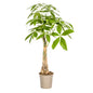 Pachira Aquatica Ø21cm - ?100cm