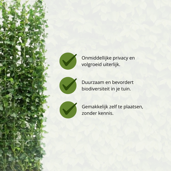 Hedera Hibernica - Klimop - Kant-en-Klaar Haag |  ?120cm - ?120 cm