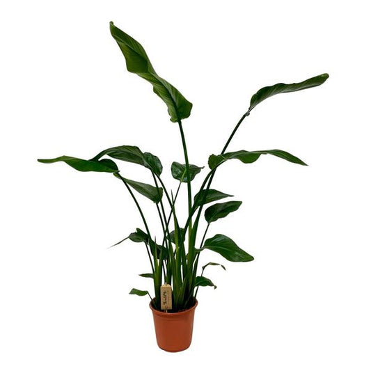 Strelitzia Nicolai - Ø21cm - ?120cm
