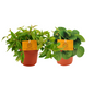 Peperomia Duo 2.0 - 2 stuks - Ø10,5cm - ?15cm
