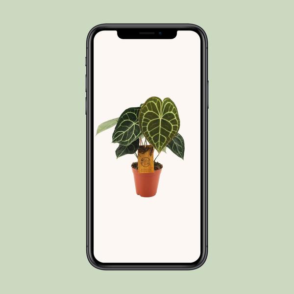 Anthurium Clarinervium - Ø15cm - ?25cm