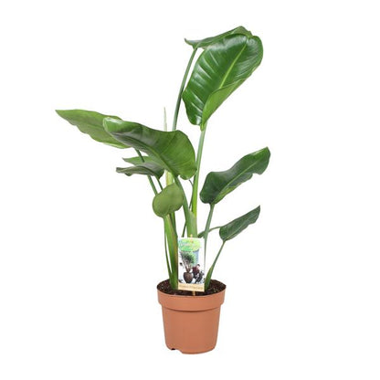 Strelitzia Nicolai - Ø17cm - ?60cm
