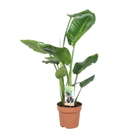 Strelitzia Nicolai - Ø17cm - ?60cm