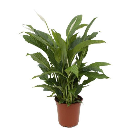 Spathiphyllum Torelli P17 - Ø17cm - ?65cm
