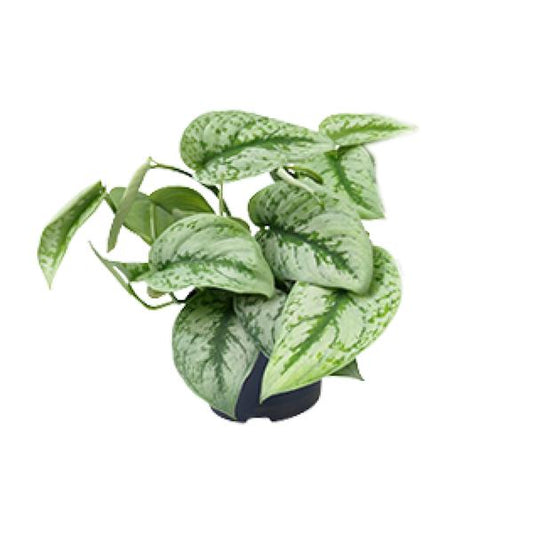 Scindapsus Pictus Trebie - Ø15cm - ?25cm - Ø12cm - ?15cm