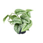 Scindapsus Pictus Trebie - Ø15cm - ?25cm - Ø12cm - ?15cm