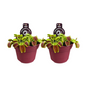 Dionaea Muscipula - 2 stuks - Ø12cm - ?12cm