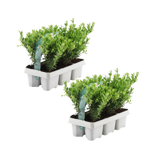12x Ilex crenata 'Jenny' - 12 x Ø7 cm - ?15 cm - 6 pack
