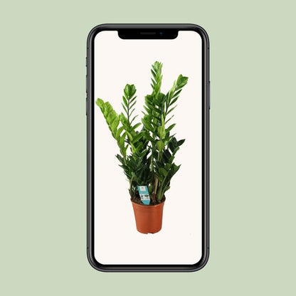 Zamioculcas 21cm - Ø21cm - ?100cm