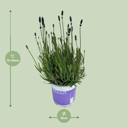 Lavendel Lavandula Hidcote Blue Blauw - Ø12cm - ?20cm