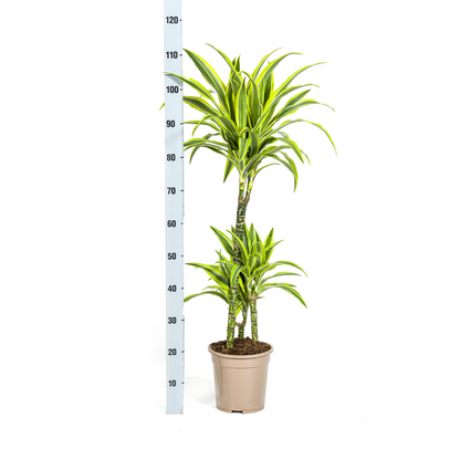 Dracaena Deremensis Lemon Lime Ø21cm - ?100cm