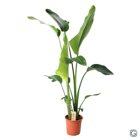 Strelitzia Nicolai - Ø21cm - ?100cm