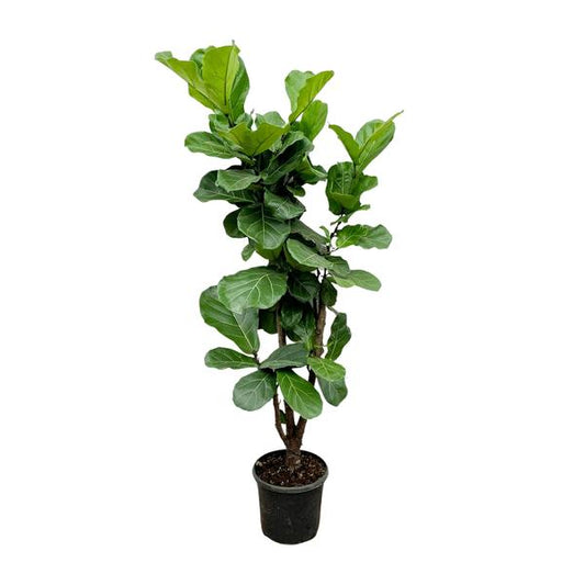 Ficus Lyrata vertakt - 180cm - ?32