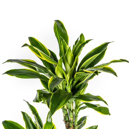 Dracaena Fragrans Golden Coast Ø24cm - ?140cm