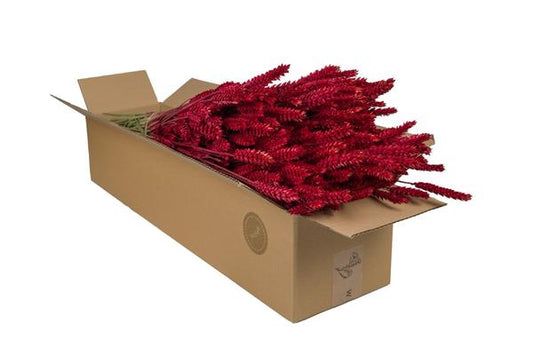Droogbloemen - Tarwe (Triticum) - Red - 4 bosjes - ?60cm