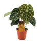 Anthurium Clarinervium - Ø15cm - ?25cm
