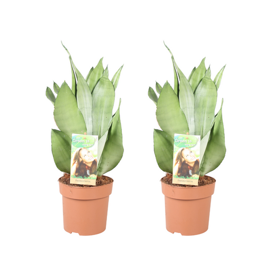 Sansevieria Moonshine - 2 stuks - Ø14cm - ?40cm