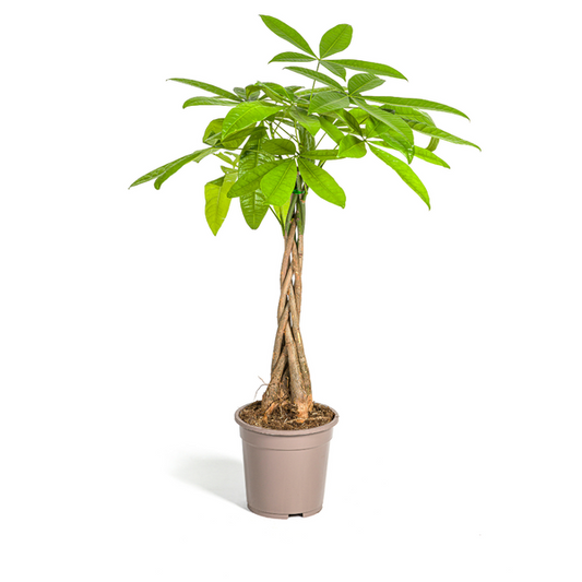 Pachira Aquatica Ø19cm - ?80cm