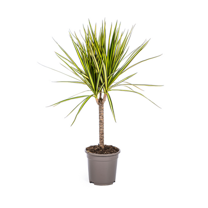 Dracaena Marginata Sunray Ø17cm - ↕70-80cm