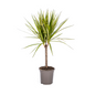Dracaena Marginata Sunray Ø17cm - ↕70-80cm
