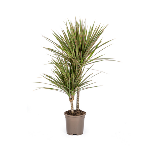 Dracaena Marginata Bicolor Ø17cm - ?60cm