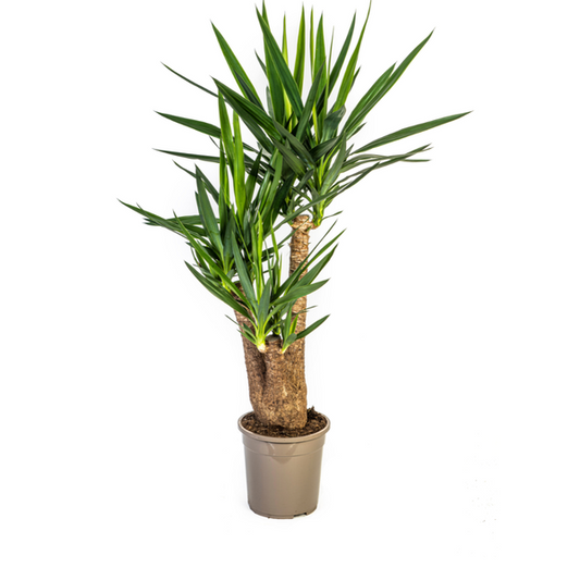 Yucca Elephantipes Ø24cm - ?90-100cm