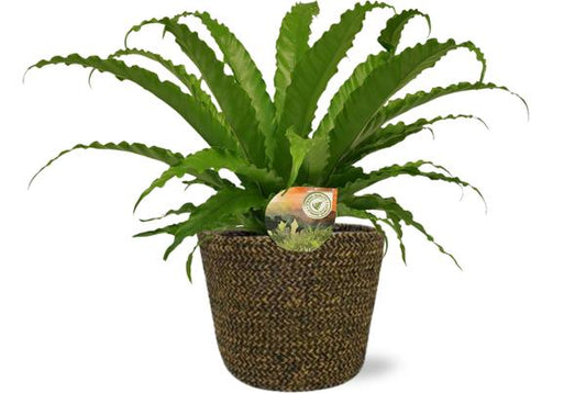 Asplenium Osaka - Ø17cm - ?40cm + Selin Pot D18x16cm - Zwart