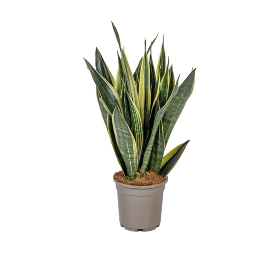 Sansevieria Trifasciata Canary Ø17cm - ?50-55cm