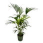 Kentia palm inclusief elho Greenville Round groen - 160cm - Ø30