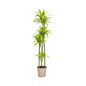 Dracaena Deremensis Lemon Lime Ø27cm - ?180cm