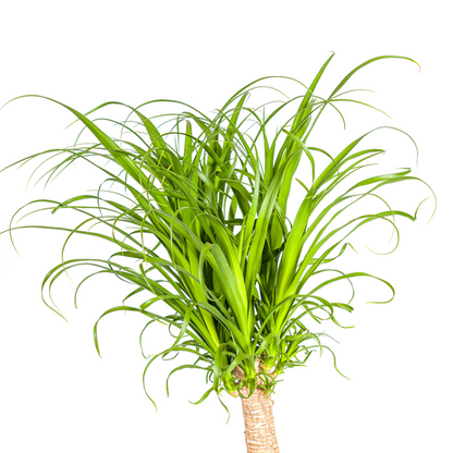 Beaucarnea Recurvata Stam Ø27cm - ?120cm