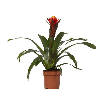 Guzmania Happiness - Ø12 ?45