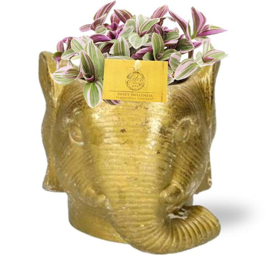 Tradescantia Sweetness - Ø10,5cm - ?10cm + Planter Olifant D11/12x10cm - Goud