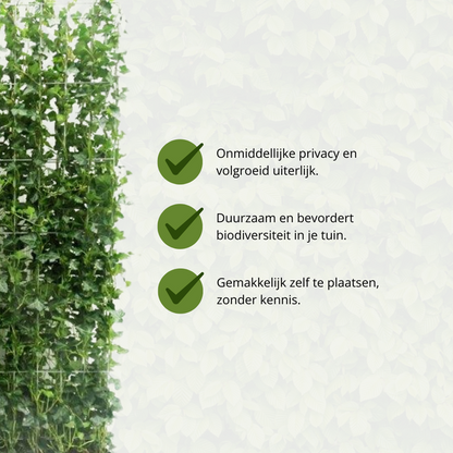 Hedera Hibernica - Klimop - Kant-en-Klaar Haag |  ?120cm - ?150 cm