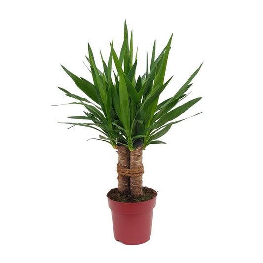 Yucca "Tres Cañas" 30 Stam P19 - Ø19cm - ?70cm