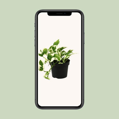 Scindapsus (Epipremnum) N'joy - Ø12cm - ?15cm