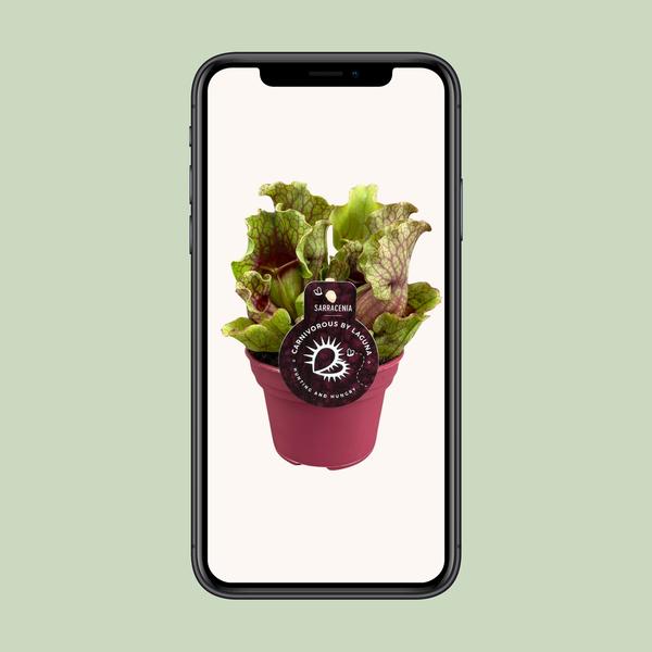 Sarracenia - Ø12 ↕20