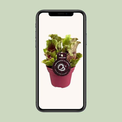 Sarracenia - Ø12 ↕20