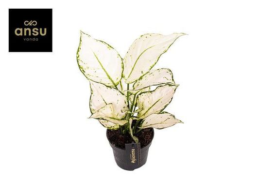 Aglaonema White Joy - Ø12cm - ?35cm
