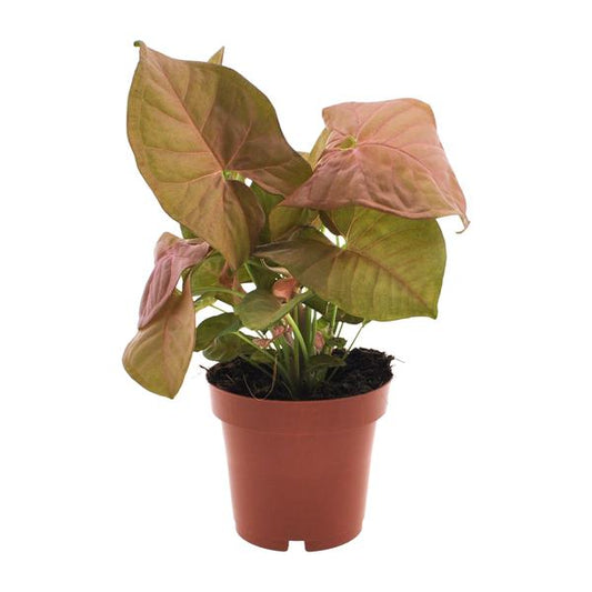 Syngonium Neon - Ø12cm - ?25cm