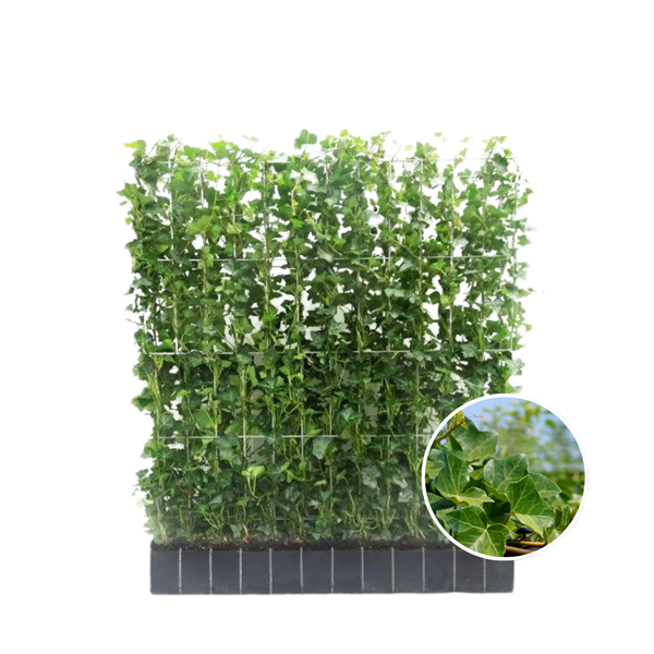 Hedera Hibernica - Klimop - Kant-en-Klaar Haag |  ?120cm - ?120 cm