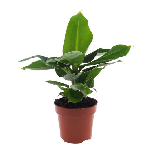 Musa Oriental Dwarf - Ø12cm - ?25cm