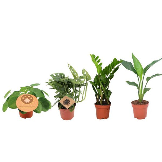 Musthave Plantenbox - 4 stuks - Ø12cm - ?20-40cm