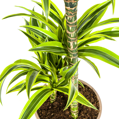 Dracaena Deremensis Lemon Lime Ø21cm - ?100cm