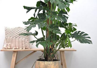 Monstera Deliciosa XXL - 150cm - ?27
