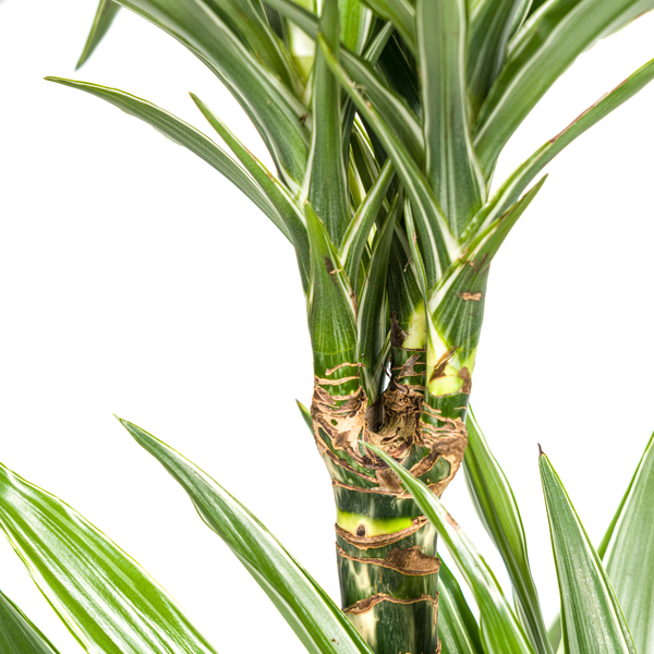 Dracaena Deremensis White Stripe Ø19cm - ?80cm